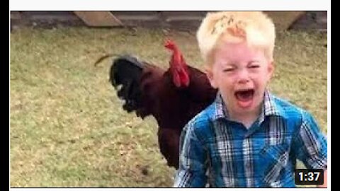 Funny Chickens Vids lol........