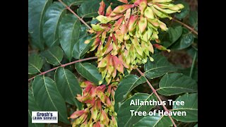 Ailanthus Tree Hancock MD Landscaping Contractor