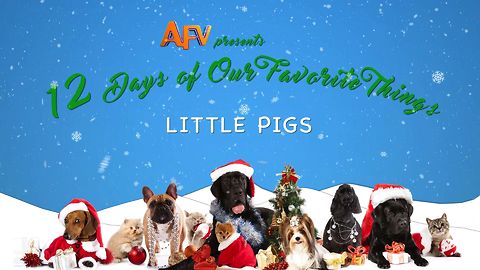 AFV's 12 Days of Christmas Little Pigs