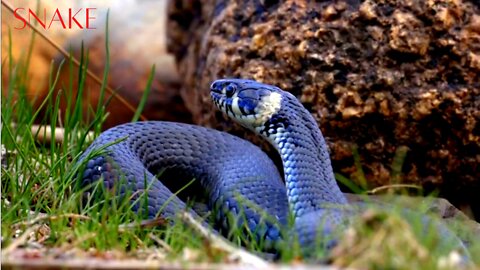 Snake video. snake in forest video