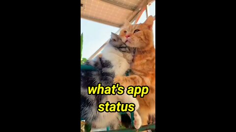 Cute 🥰 cat 😺 Whatsapp status video // cute cats Whatsapp status