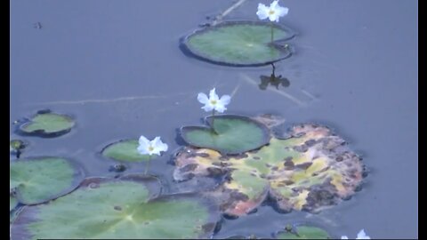 Fighting invasive plant growth