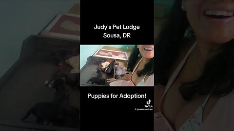 Puppies For Adoption at Judy's Pet Lodge.