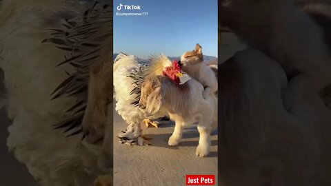 Cutest Puppy make a friend #shorts #cute #tiktok Funny videos 2021