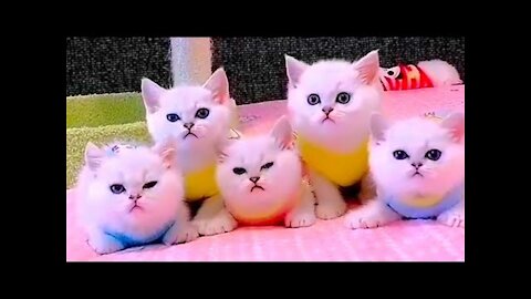 Cute cat videos 2021 kitten is funny animals compilation