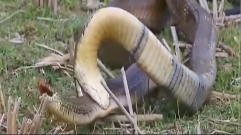 Snakes ate snake due to scarcity and territorial disputes