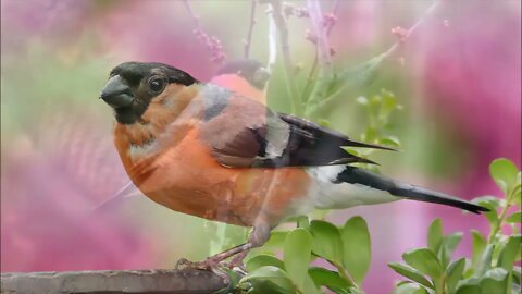 Beautiful bullfinch