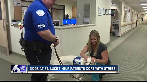 Specially-trained dogs assist with anxiety, PTSD at St. Luke's Meridian