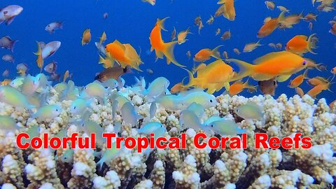 4K Colorful Tropical Coral Reefs | HD Video No Copy Right | Free Video