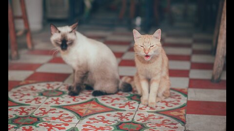 Cats talking! These cats can speak english better than hooman 2021