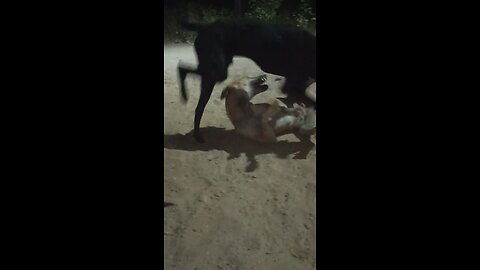 dog fighting