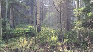 Random Cow Discovered On Mountain Hike