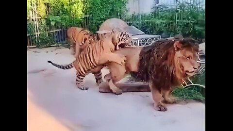 Lion vs tiger attacks