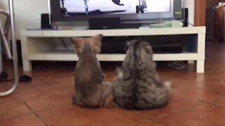 Dog & Cat Sit Like Humans To Watch Tv Together