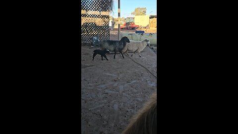 Lamb trying to keep up with his mama