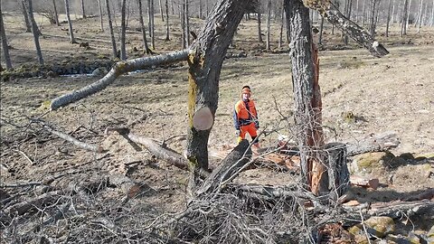 My Scariest Tree Felling Yet