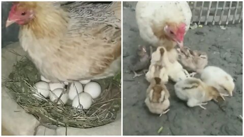 Hen hatching eggs - Hen harvesting eggs to chicks - A hen and her many baby chicks - born chicks