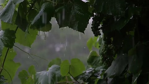 rain falling relaxing sound