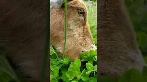 #happygoat #goats #homesteading #farmanimals #cuteanimals #pastureraised #farm #farmlife #homestead