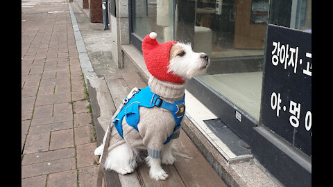 Jack Russell wisely decides to stop and sit in front of pet store