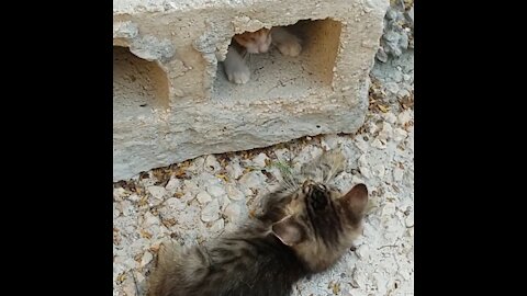 little kittens playing 😘💞