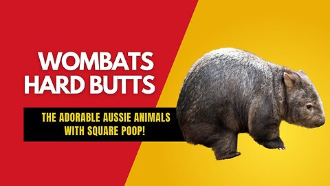 Wombats Hard butts: The Adorable Aussie Animals with Square Poop