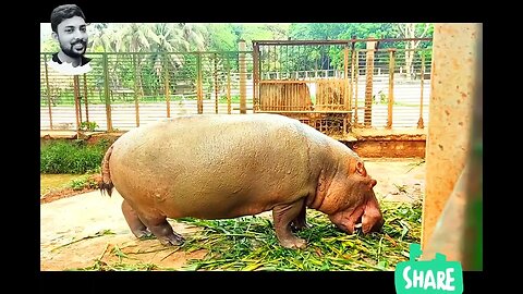 বাংলাদেশ জাতীয় চিড়িয়াখানা।Bangladesh National Zoo