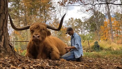 Is this huge Highland cow a killer?