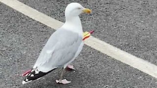 Immortal seagull spotted with arrow lodged in its body