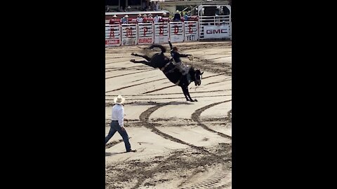 Saddle Bronc at the Calgary Stampede Rodeo