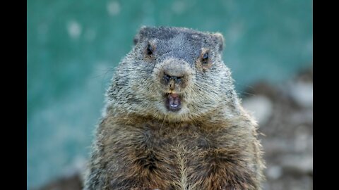 3 groundhogs robbed my food