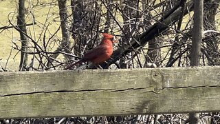 Beautiful male Cardinal