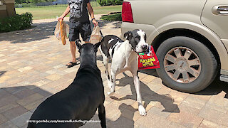 Happy Great Danes Love To Carry Dog Treats & Veggies