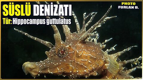 Süslü Denizatı Hakkında Bilgi | Hippocampus guttulatus | Akdeniz Balıkları