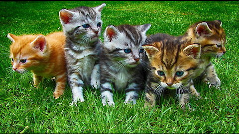 Cute kittens and cute funny cats compilation of cute animal videos and cute kittens videos funny cat