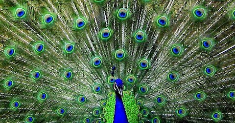 Peacock Mating Captured in the Wild