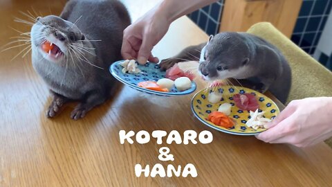 WATCH this cute otters have their breakfast - (SUPER CUTE)