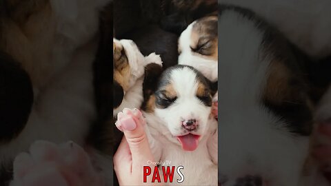 🐶 #PAWS - Playful Moments: Woman's Heartwarming Bond with Sleepy Beagle Puppy 🐾