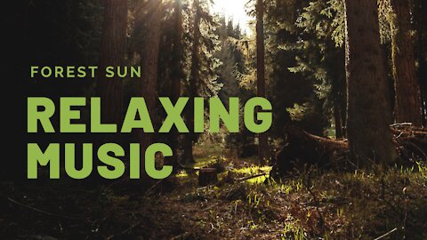 Relaxation music, yoga, meditation, sleep, study, forest, green