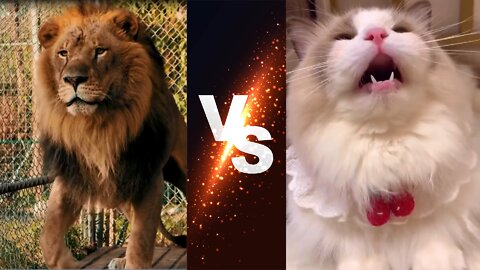 lion roar vs cat meow (who do you prefer?)