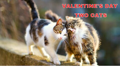 Valentine's Day two cats