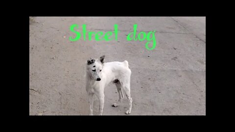 Street 🐕dog breed identification prediction 2022 🇮🇳 India, #shorts, #streetdog, #dog, #animal,#viral