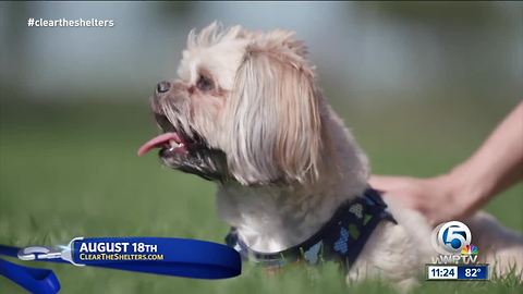 Save the date: Clear the Shelters on August 18