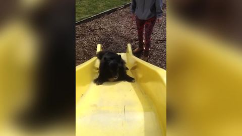 "Dog Loves Going Up The Slide"