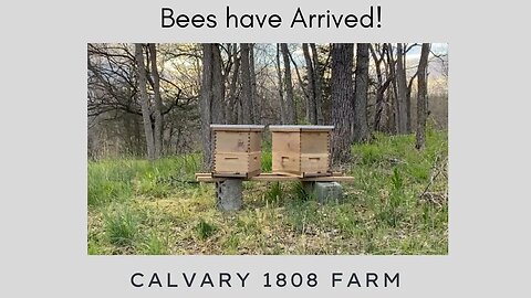 Bees have Arrived!