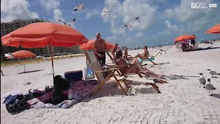 Des mouettes s'en prennent à des touristes sur la plage