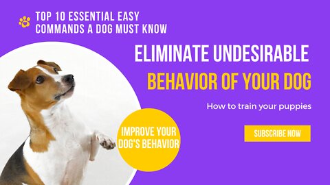 🐕 Basic Dog Training | 10 Commands to Improve Your Dog's Behavior