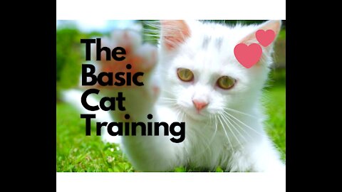 The Basic Cat Training Tips You Should Know