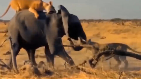 Moment dire..lion family Suffers when constanstly bening Tortured by elephans and crocodile atteck