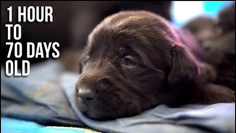 Lab Puppies Growing from 1 Hour to 70 Days Timelapse